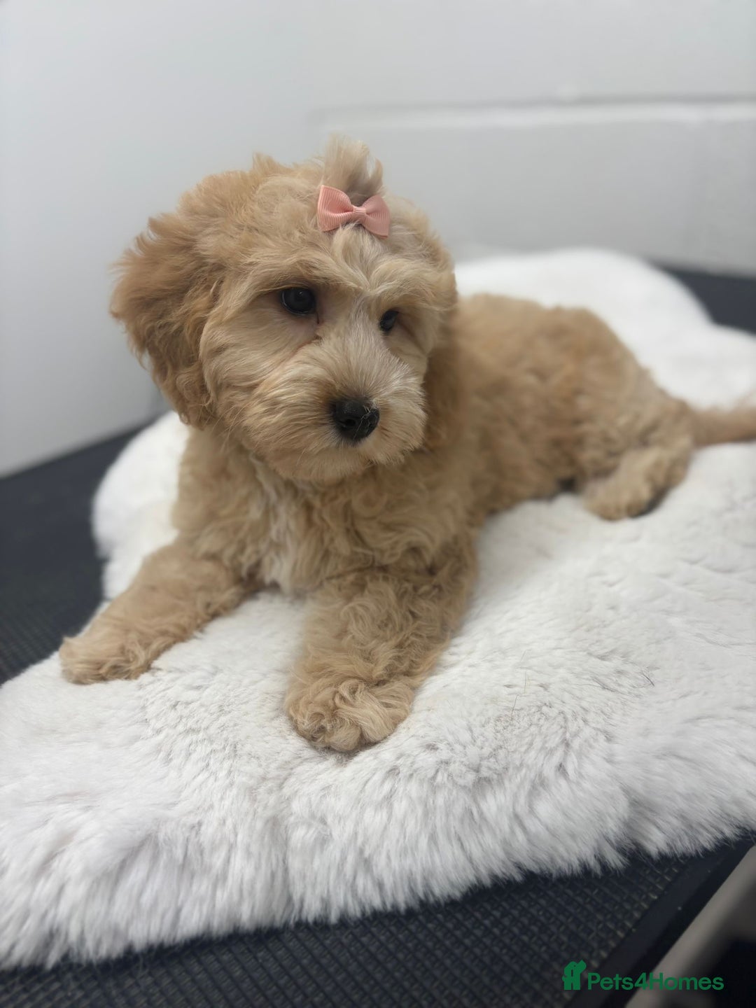 Cavapoo dogs for sale: Cavapoo for sale  - Image 2
