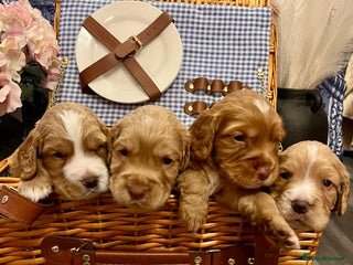 Cocker Spaniel dogs Pedigree Cocker Spaniel Puppies For Sale - Advert 4