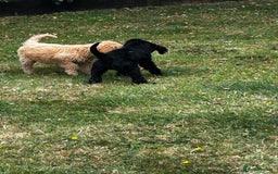 Goldendoodle dogs for sale: F1 Standard Golden Doodles last 1 female - Image 26