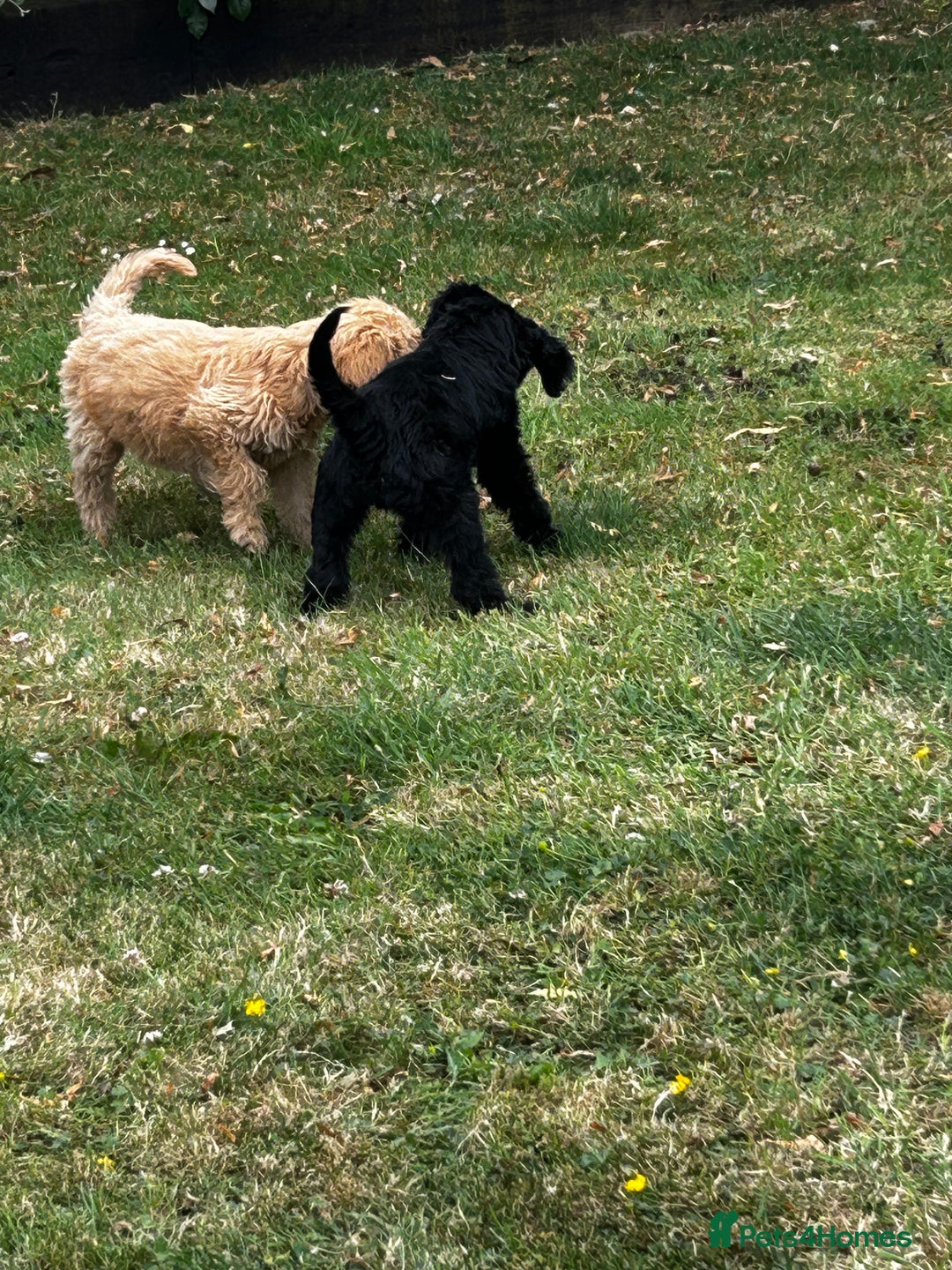 Goldendoodle dogs for sale: F1 Standard Golden Doodles last 1 female - Image 26