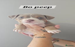 American Bully dogs for sale: BEAUTIFUL LITTER OF 8 POCKET BULLY PUPS - Image 6