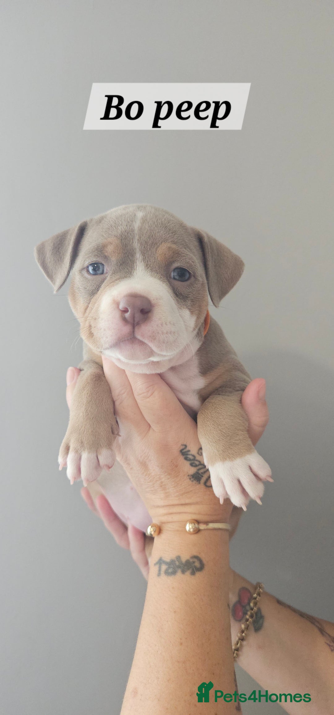 American Bully dogs for sale: BEAUTIFUL LITTER OF 8 POCKET BULLY PUPS - Image 6