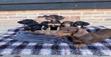 Mixed Breed dogs - Advert 1