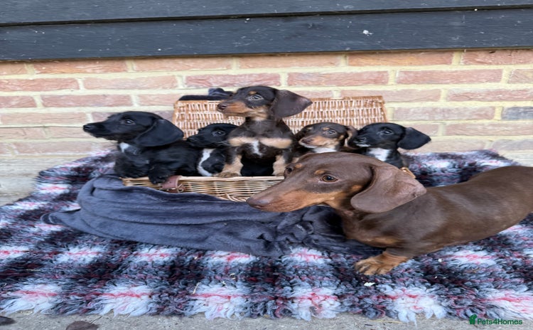 Mixed Breed dogs - Advert 1