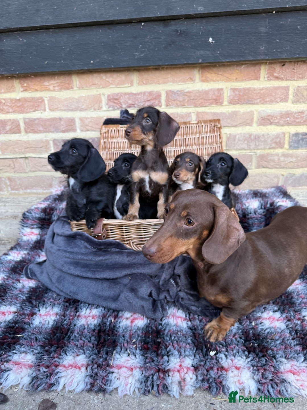 Mixed Breed dogs for sale: 🐾 Gorgeous Doxiepoo Puppies – Ready 07/08! 🐾 - Image 1