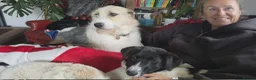 Mixed Breed dogs for adoption: ANGEL - Advert 3
