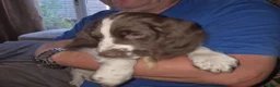 English Springer Spaniel dogs for sale: English Springer Spaniel Puppies  in Bury - Advert 5