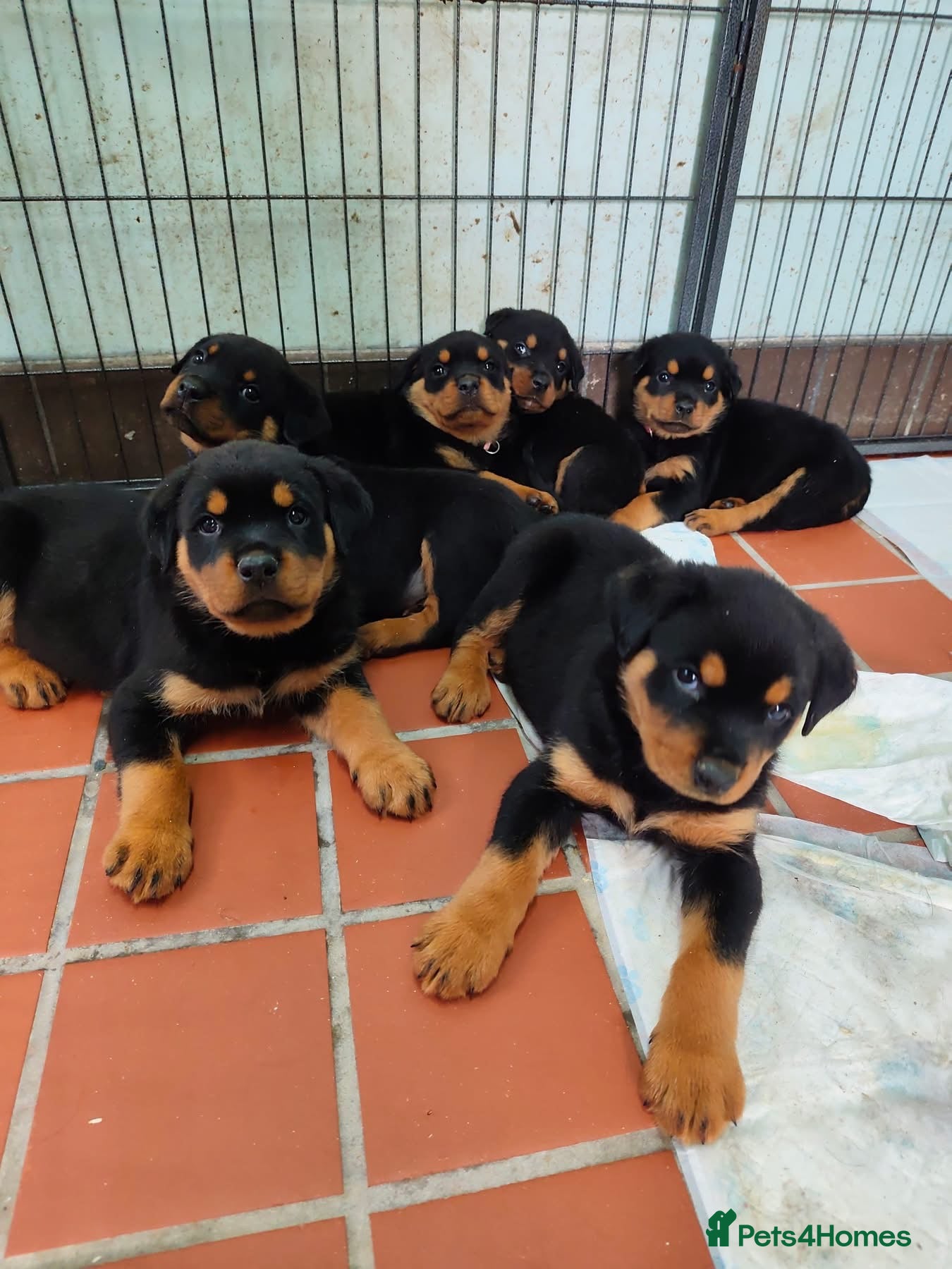 Rottweiler dogs Rottweiler Puppies Non KC Registered Litter - Advert 3