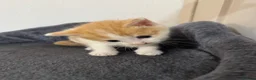 Mixed Breed cats for sale: 4 beautiful kittens ready in 4 weeks  - Advert 13
