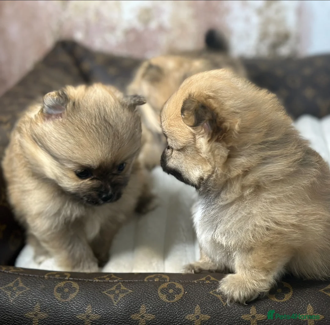 Pomeranian dogs for sale: Pomeranian puppies 💕 - Advert 3