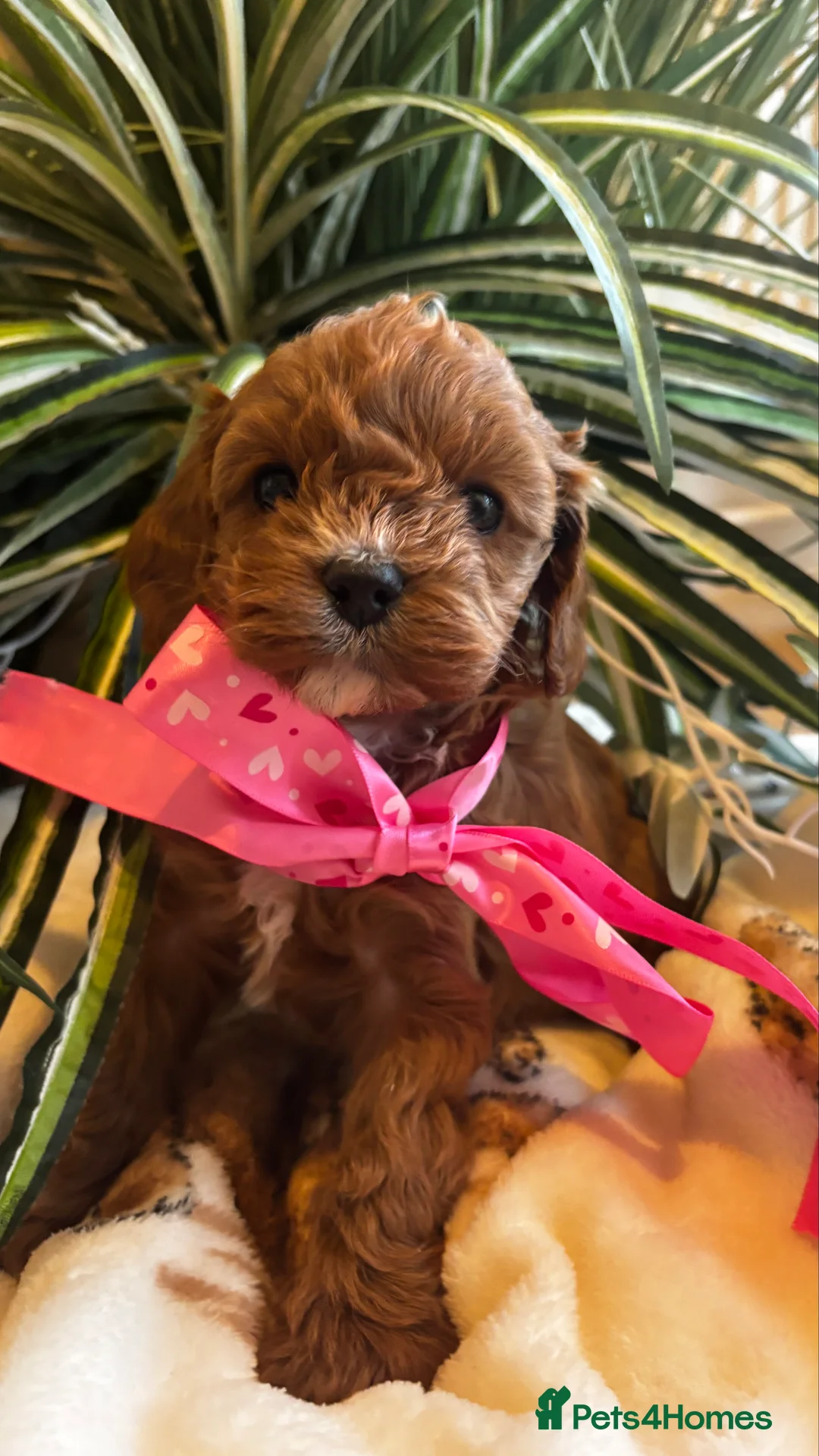 Cavapoo dogs for sale: Outstanding Cavapoo’s Health Tested parents❤️ in Newark - Advert 2