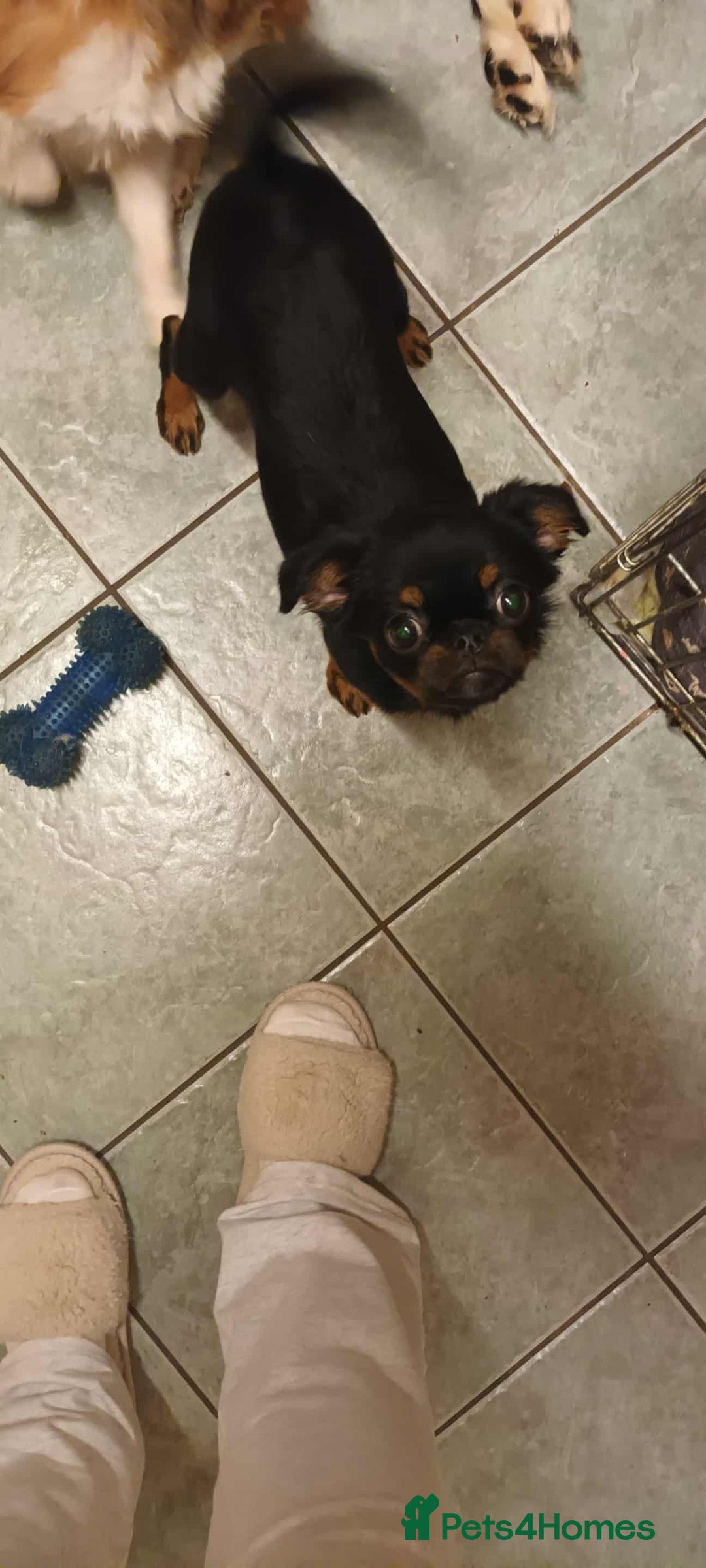 Mixed Breed dogs for sale: Gorgeous Griffychin boy - Image 2