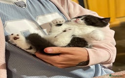 British Shorthair cats for sale: GCCF Pedigree Kittens - Ready Now - Image 18