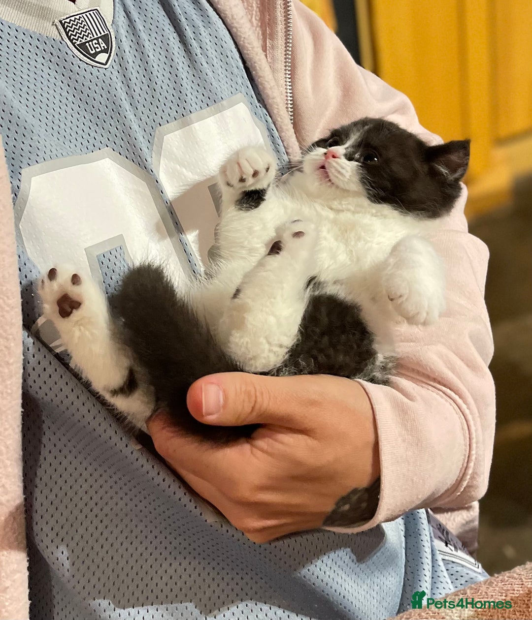 British Shorthair cats for sale: GCCF Pedigree Kittens - Ready Now - Image 18