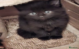 Mixed Breed cats for sale: 4 gorgerous kittens - Image 16