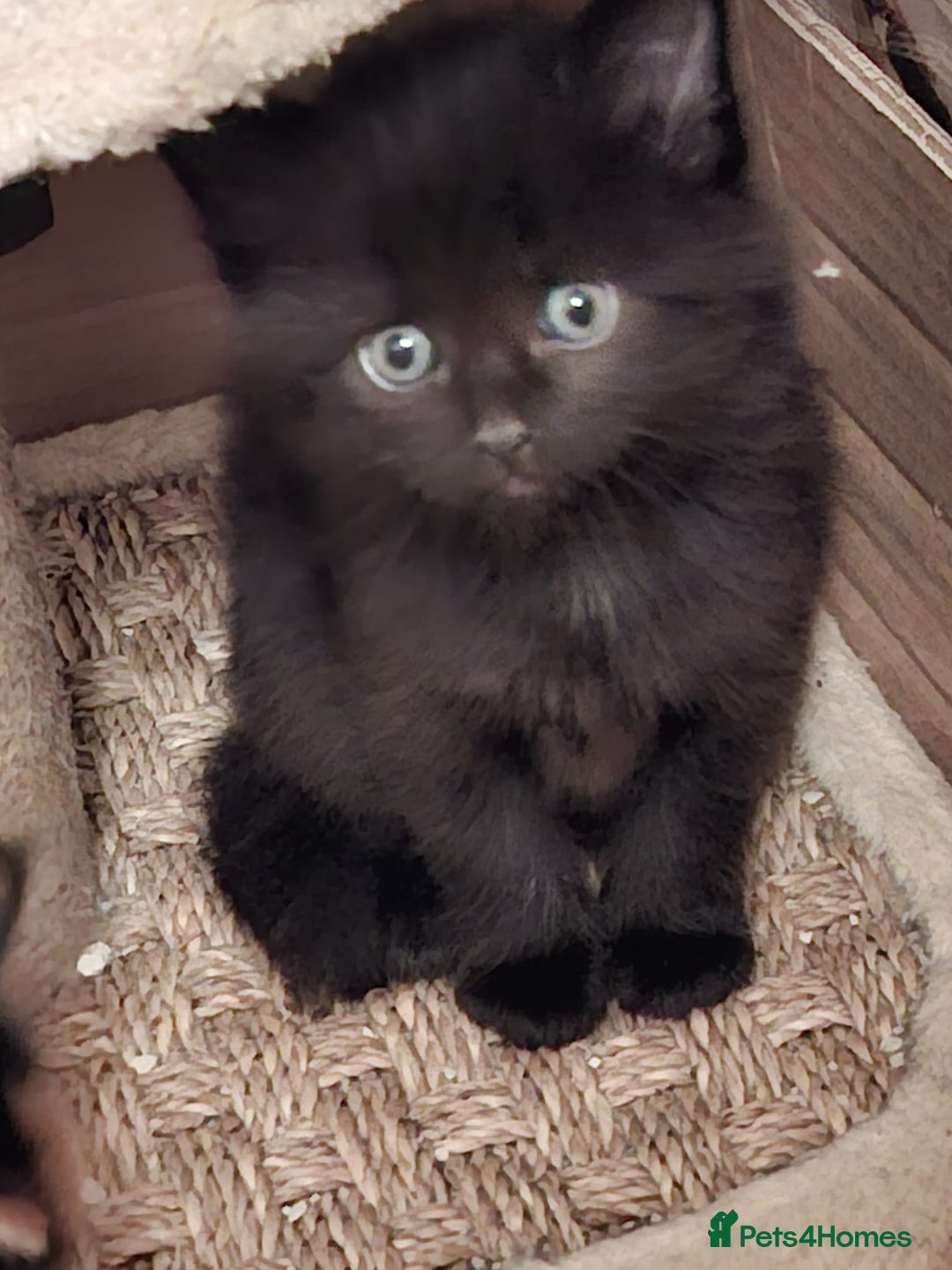 Mixed Breed cats for sale: 4 gorgerous kittens - Image 16