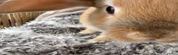Mini Lop rabbits for sale: Beautiful Mini Lop Baby Rabbits🐇❤️ in Coalville - Advert 27