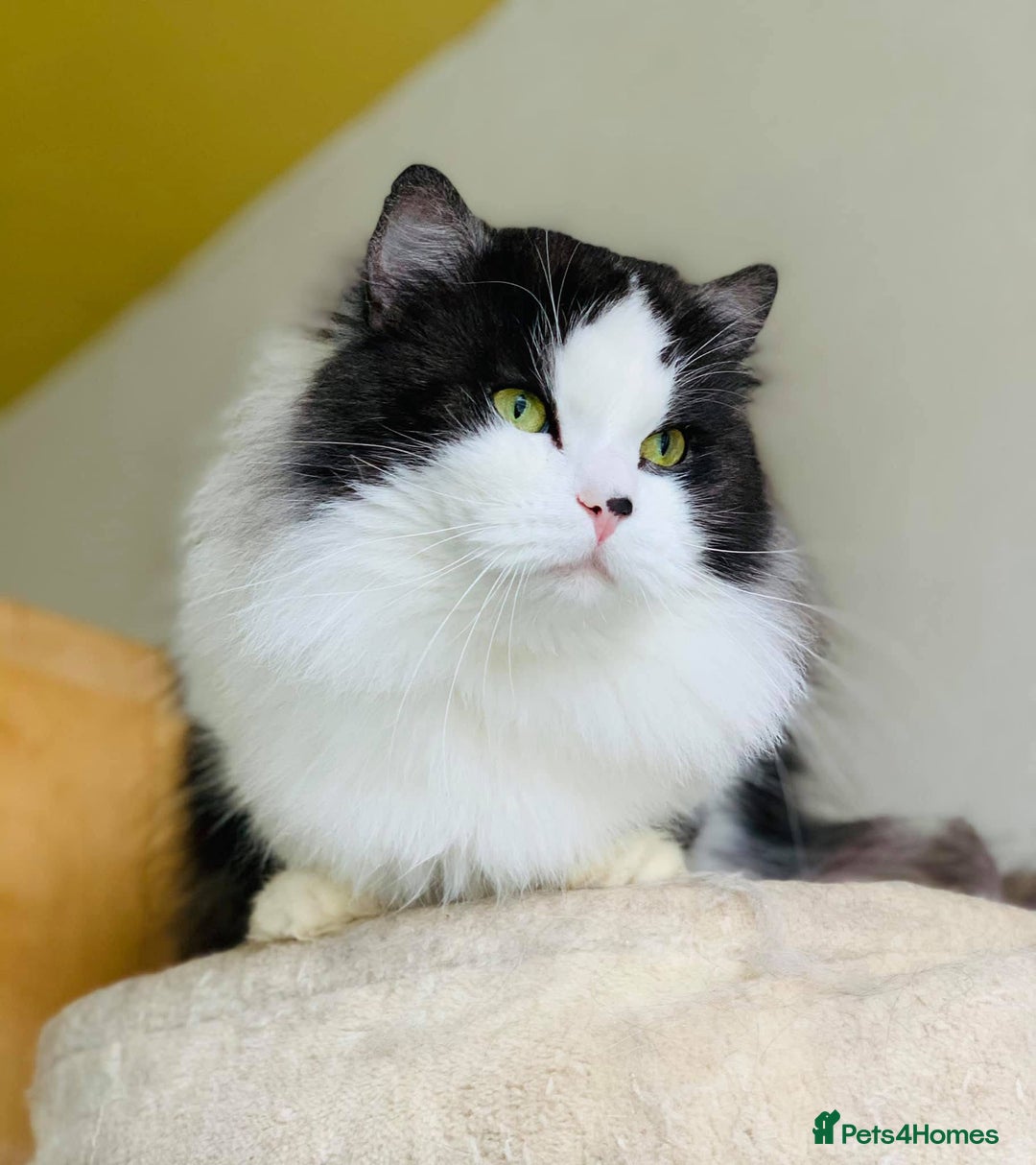 Siberian cats for sale: Estrella - purebred Siberian/ Neva Masquerade  - Image 9