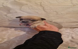 Chihuahua dogs for sale: Beautiful litter of 6 full chihuahuas  - Image 26