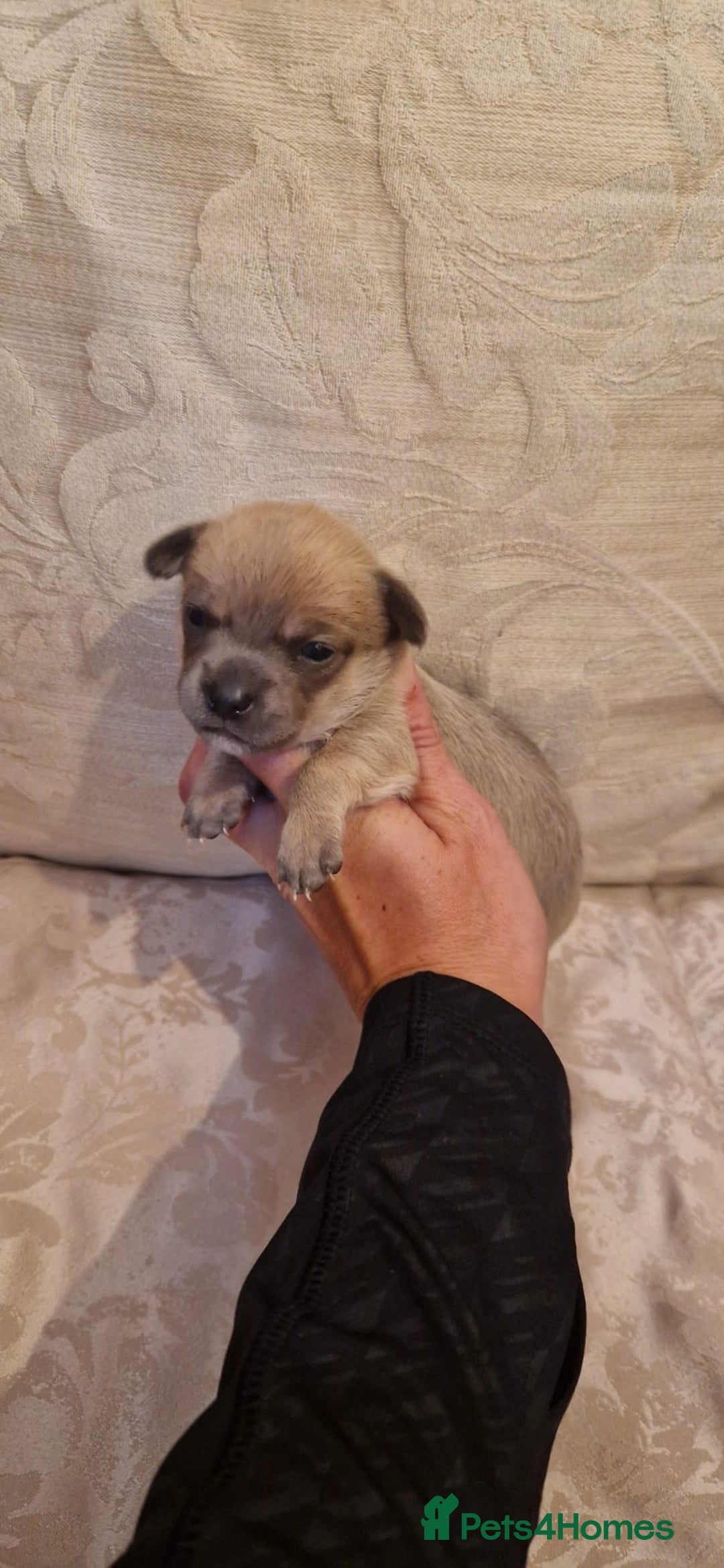 Chihuahua dogs for sale: Beautiful litter of 6 full chihuahuas  - Image 26