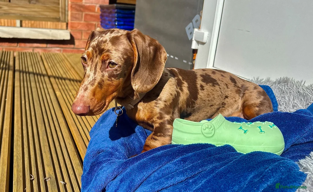 Dachshund dogs for sale: Rolo  - Advert 3