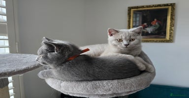 British Shorthair cats - Advert 5