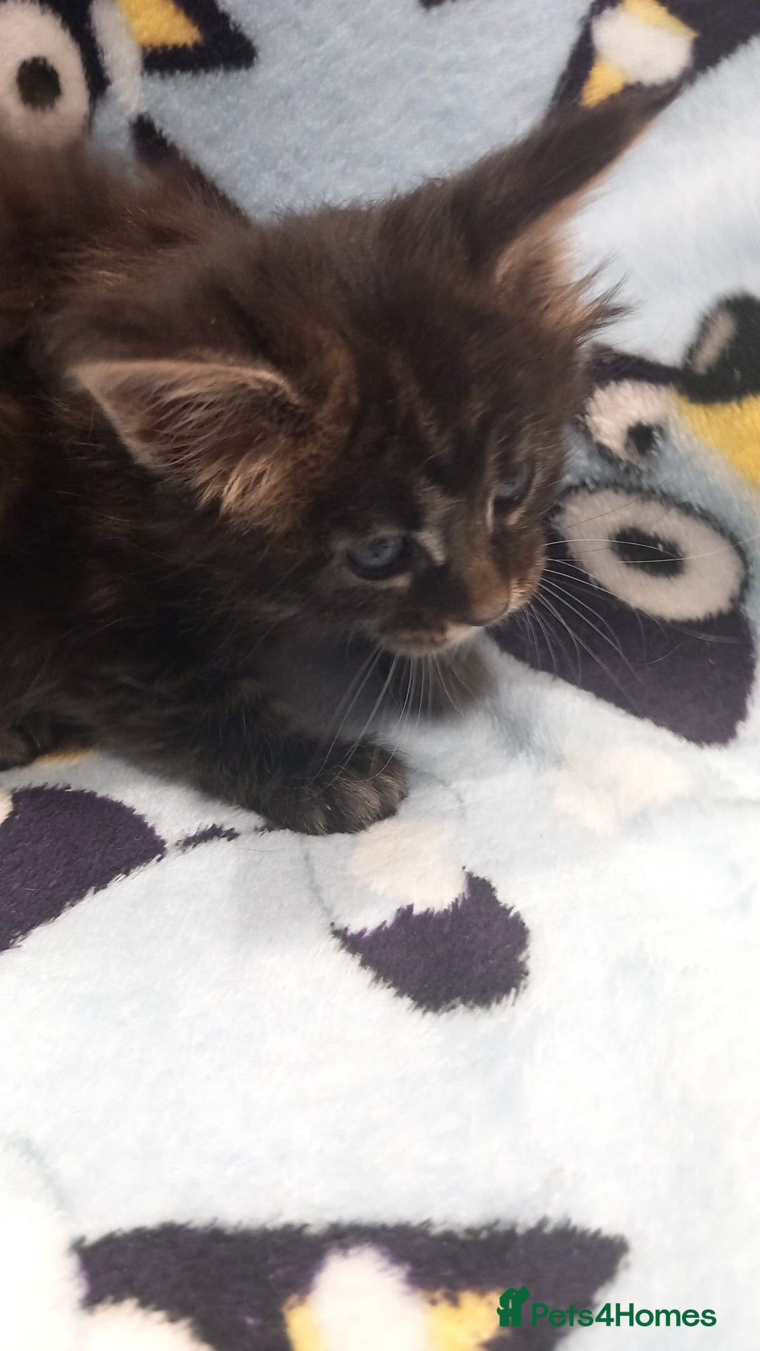 Maine Coon cats for sale: Beautiful Maine Coon kittens  - Advert 13