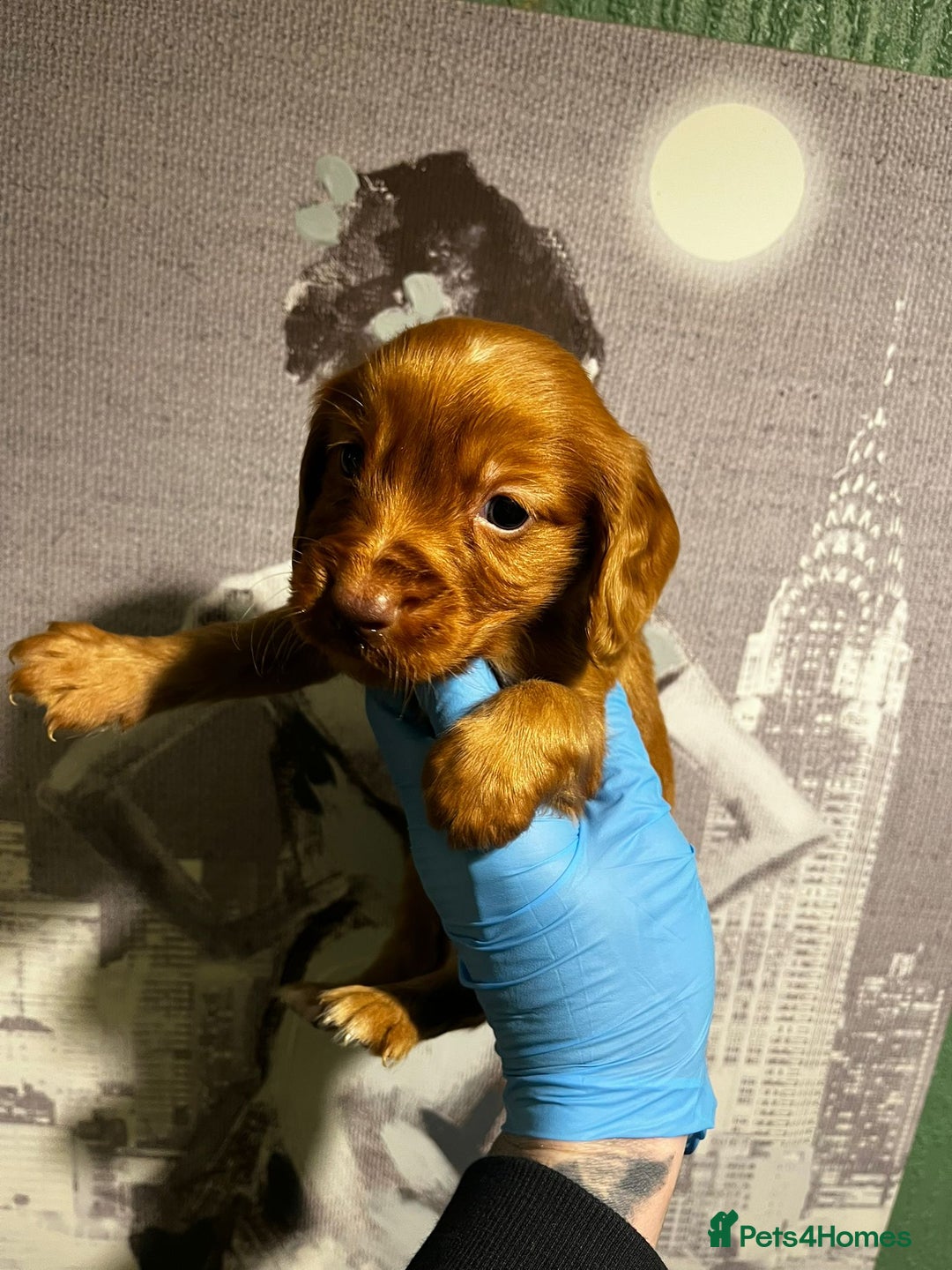 Cocker Spaniel dogs for sale:  cocker spaniel  - Advert 2