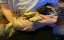 Mixed Breed dogs for sale: Beautiful baby Pugs for sale  - Image 8