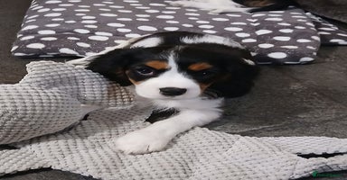 Cavalier King Charles Spaniel dogs - Advert 14