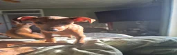 Miniature Pinscher dogs for sale: Adorable miniature pinscher puppies  - Advert 3