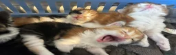 Turkish Van cats for sale: Very Fluffy Turkish Van Kittens  - Advert 5