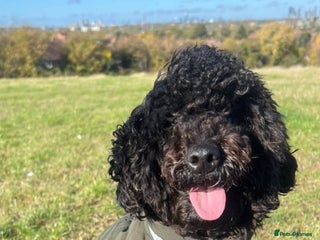 Toy Poodle dogs Toy Poodle Boy Looking for Forever Home. - Advert 1