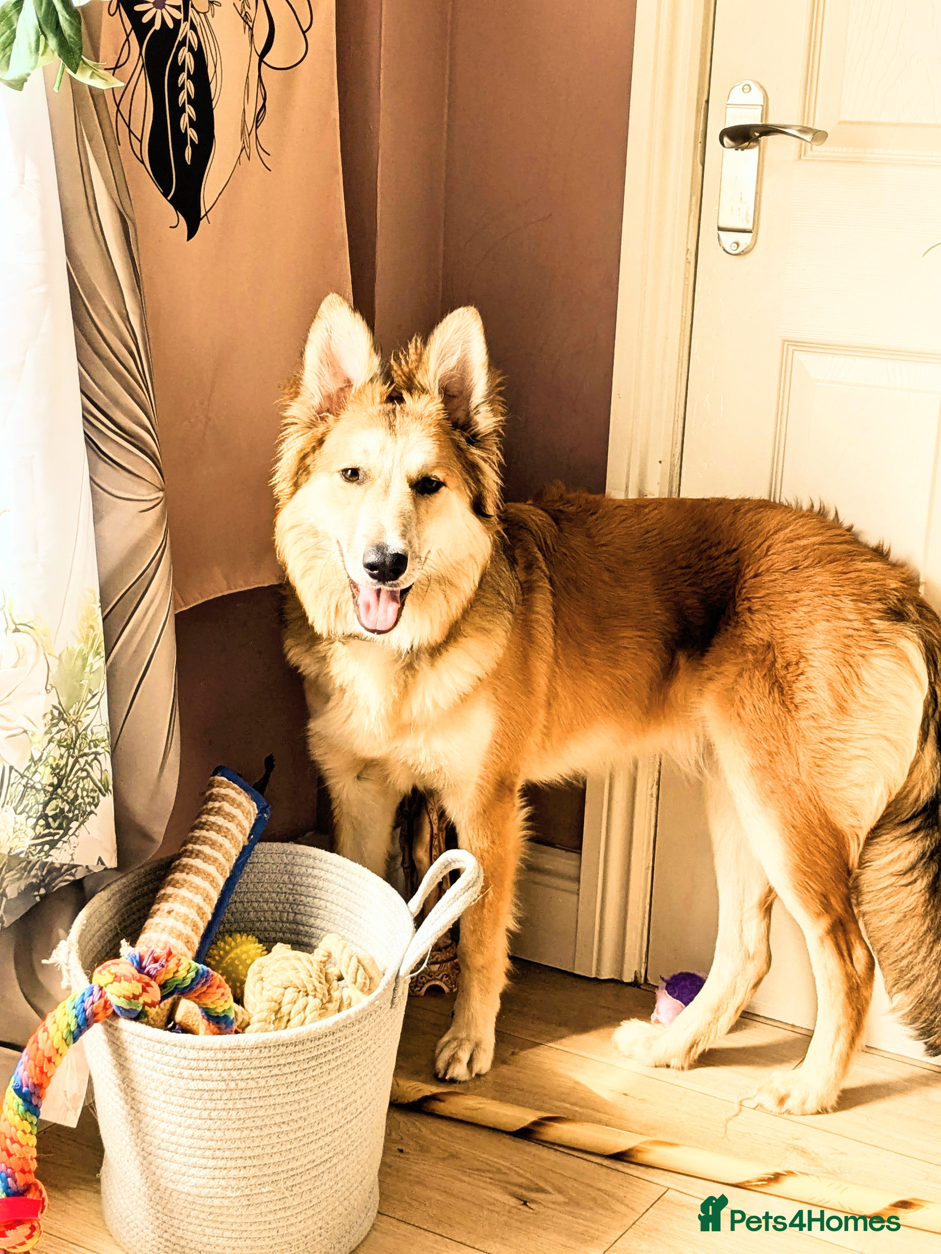 Shepsky dogs Stunning Shepsky female  - Advert 2