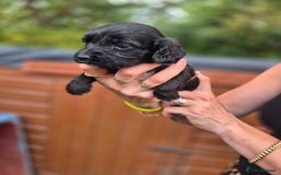 Sprocker dogs for sale: Beautiful Sprocker pups - Image 2