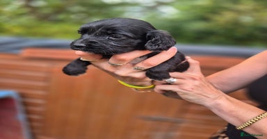 Sprocker dogs - Advert 2