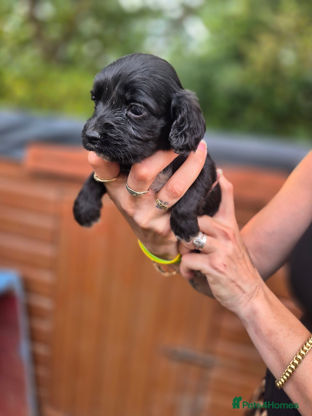 Sprocker dogs for sale: Beautiful Sprocker pups - Image 2