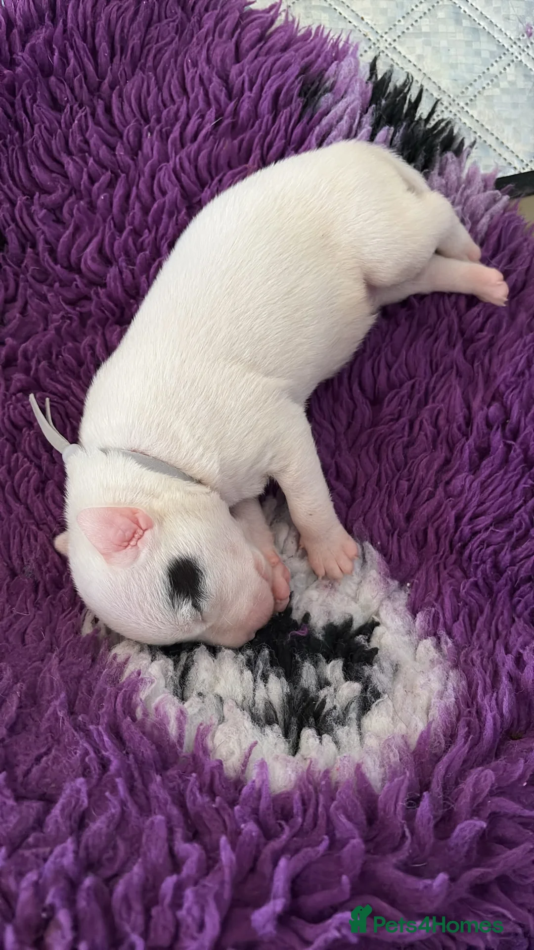 Staffordshire Bull Terrier dogs for sale: Lovely staffie pups   - Advert 12