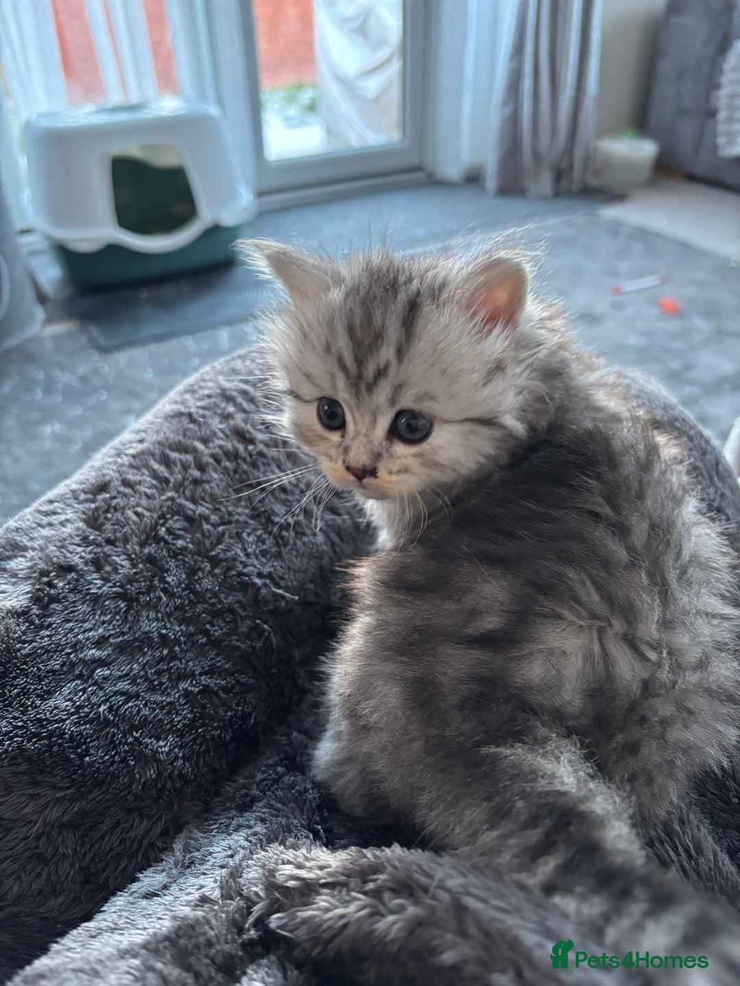 Maine Coon cats for sale: Persian X Maine coon 1 GIRL AVAILABLE  - Advert 9
