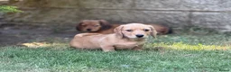 Mixed Breed dogs for sale: Two beautiful dachshund x schweenie  in Chester - Advert 6