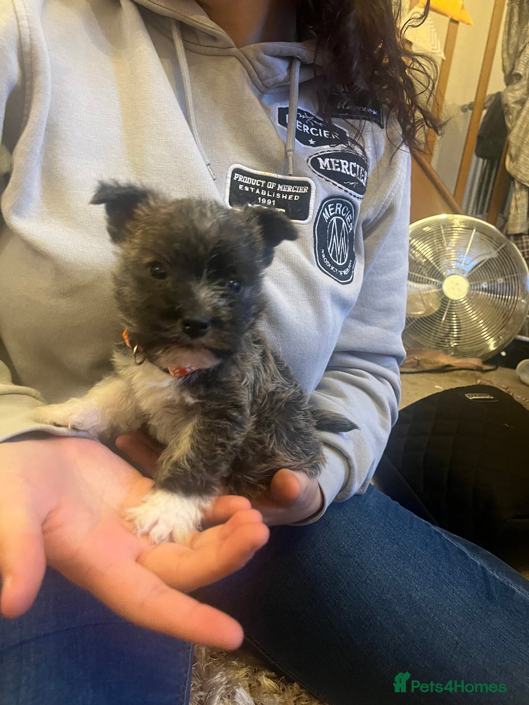 Mixed Breed dogs for sale: Westie x jack russels  - Image 9