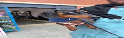 Dachshund dogs for stud: Dachshund stud - Advert 1