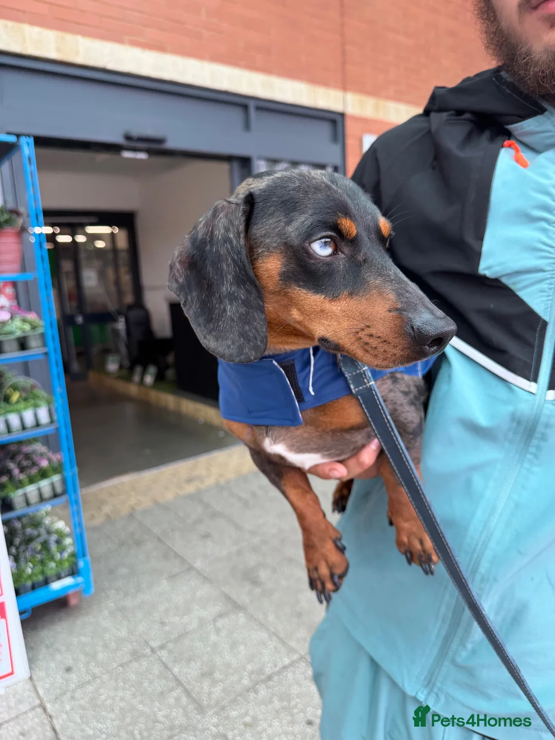Dachshund dogs for stud: Dachshund stud - Advert 1