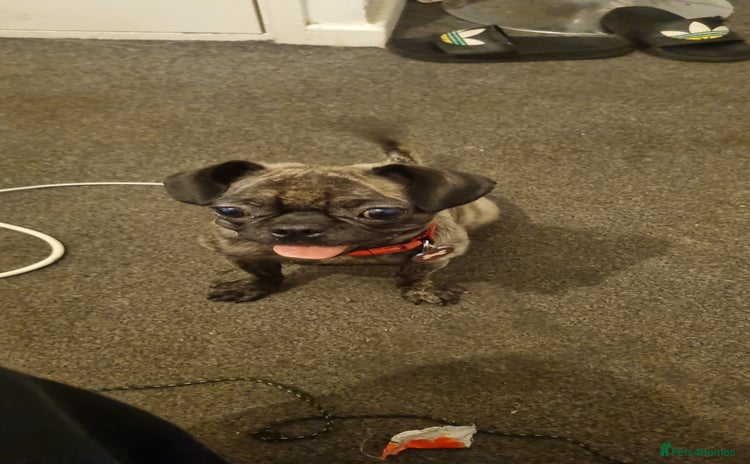 Chug dogs - Advert 1
