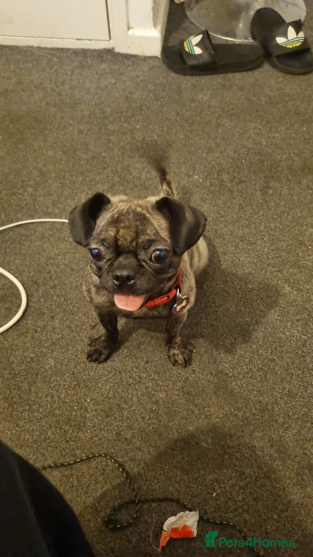 Chug dogs for sale: Bambi - Image 1
