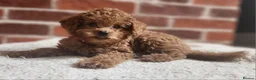 Labradoodle dogs for sale: 🐾 Beautiful F2b Mini Labradoodle Puppies  - Advert 9