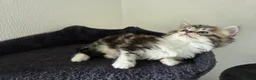 Mixed Breed cats for sale: Kittens for sale - Advert 16