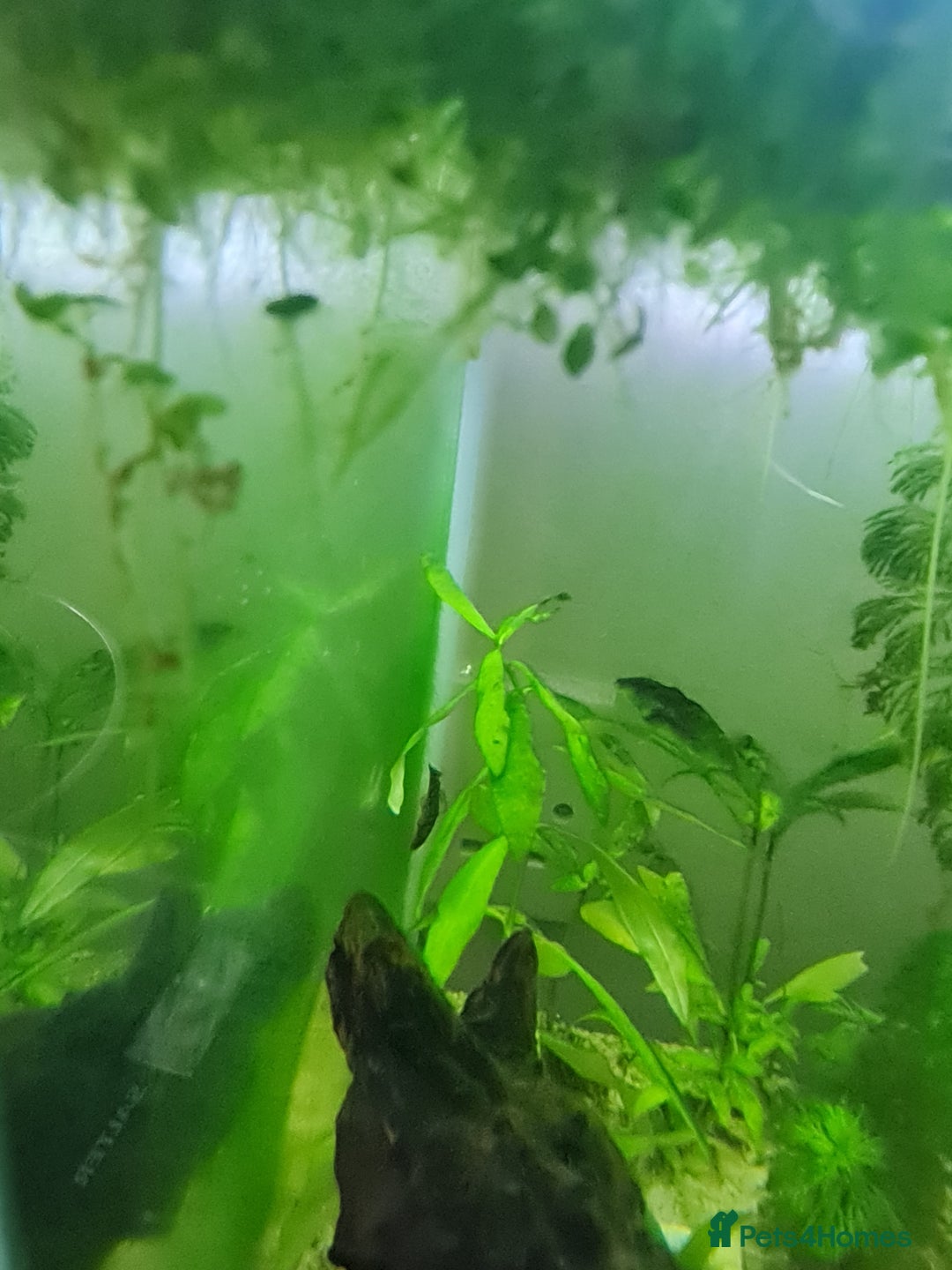 Catfish fish for sale: 22 Baby Common Bristlenose Catfish  - Image 2