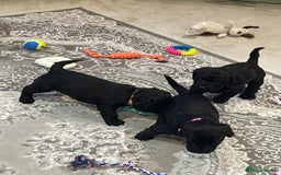 Labradoodle dogs for sale: Gorgeous black labradoodles - Advert 6