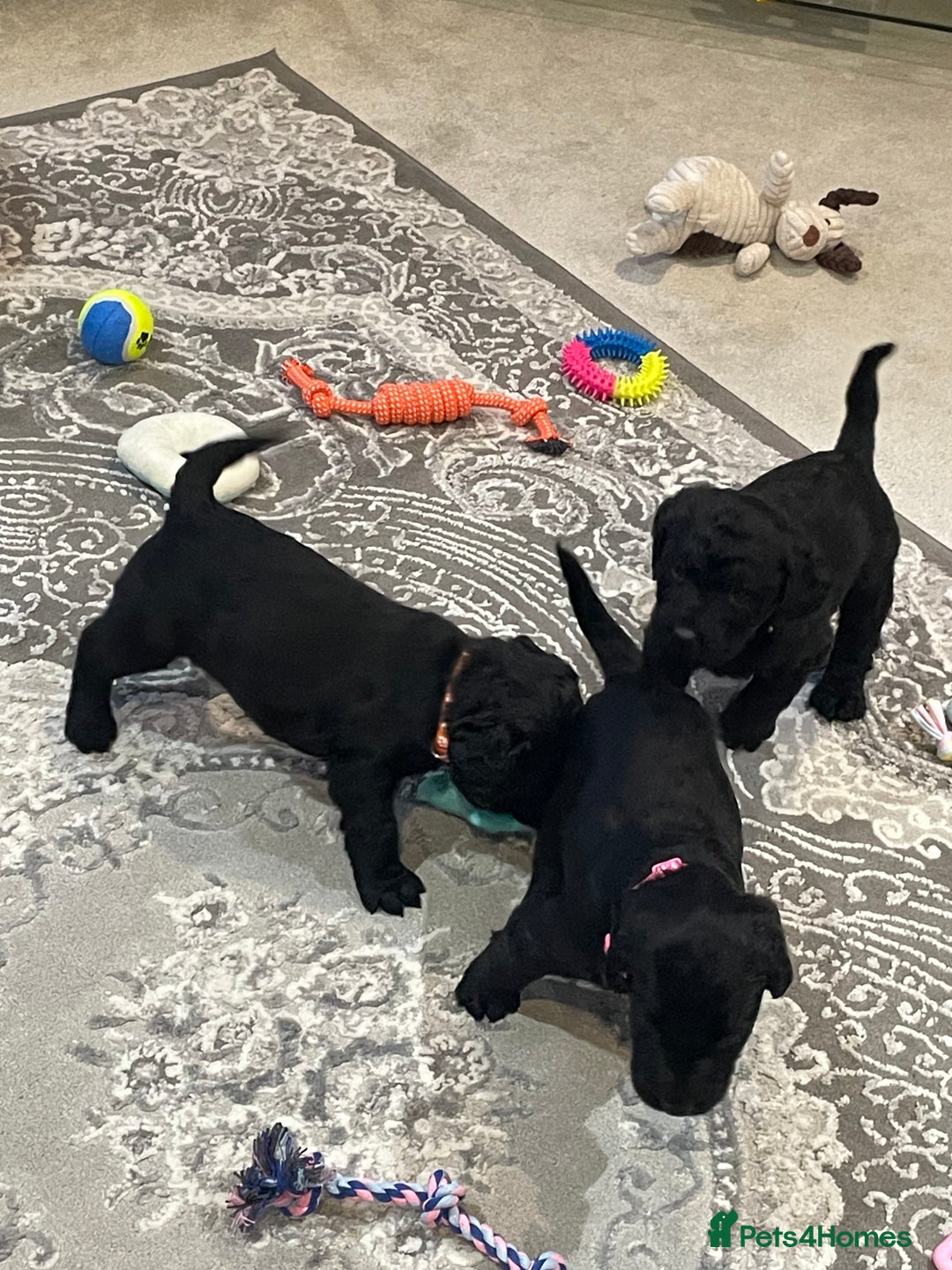 Labradoodle dogs for sale: Gorgeous black labradoodles - Advert 6